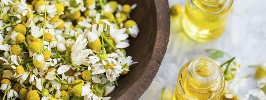 استخدامات أعشاب البابونج وفوائدها استخدامات أعشاب البابونج وفوائدها