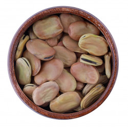 فول كبير الحبة فول كبير الحبة