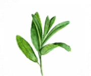 الأعشاب