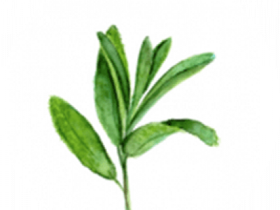 الأعشاب  الأعشاب