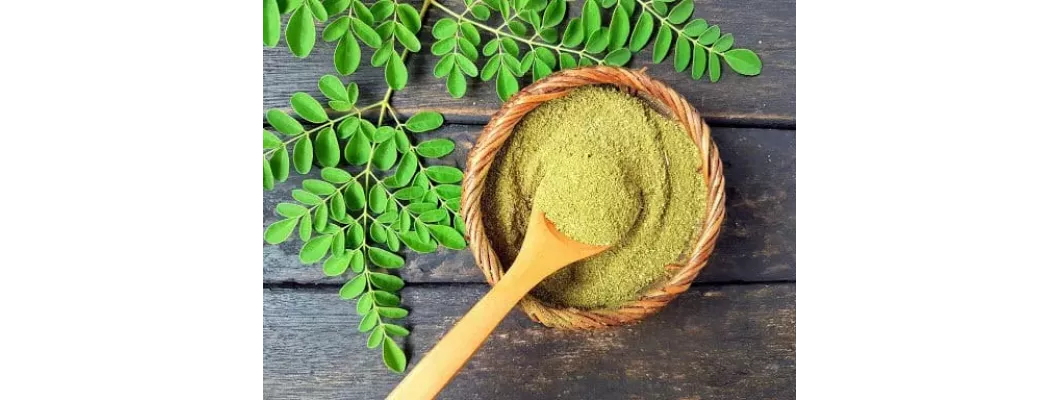ما هي أوراق المورينجا ودورها في دعم الجهاز المناعي؟ ما هي أوراق المورينجا ودورها في دعم الجهاز المناعي؟