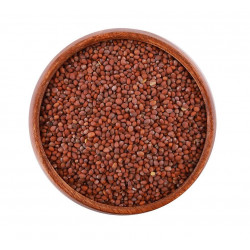 بذور الفجل بذور الفجل