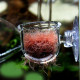 كوب من الإكريلك لإطعام الأسماك - Feeding Cup Fish كوب من الإكريلك لإطعام الأسماك - Feeding Cup Fish