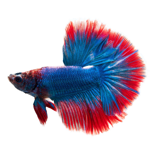Live Fish Live Fish