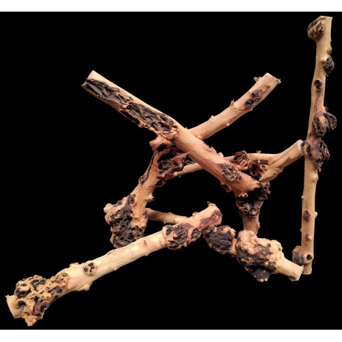 أخشاب ساق سافا الطبيعية - Sava Wood aquarium أخشاب ساق سافا الطبيعية - Sava Wood aquarium