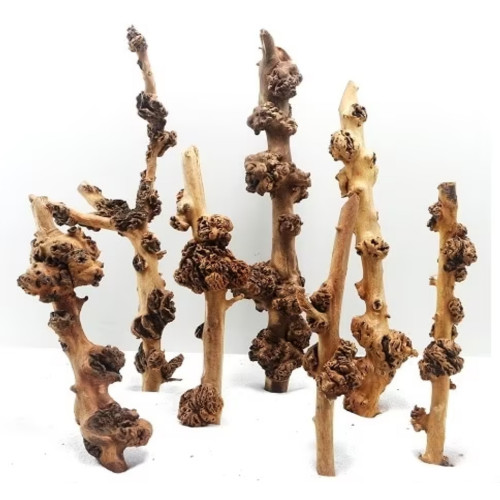 أخشاب ساق سافا الطبيعية - Sava Wood aquarium أخشاب ساق سافا الطبيعية - Sava Wood aquarium