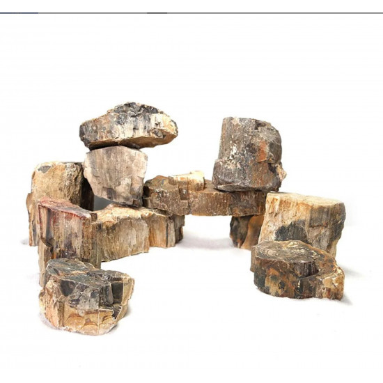 صخور الخشب المتحجر النادرة - Wood Fossil صخور الخشب المتحجر النادرة - Wood Fossil