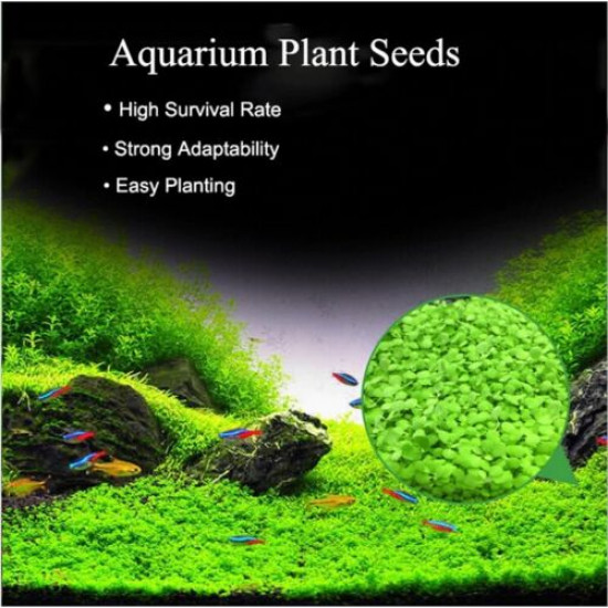 بذور نباتات خاصة لحوض الأسماك - Small Leaf Seeds بذور نباتات خاصة لحوض الأسماك - Small Leaf Seeds