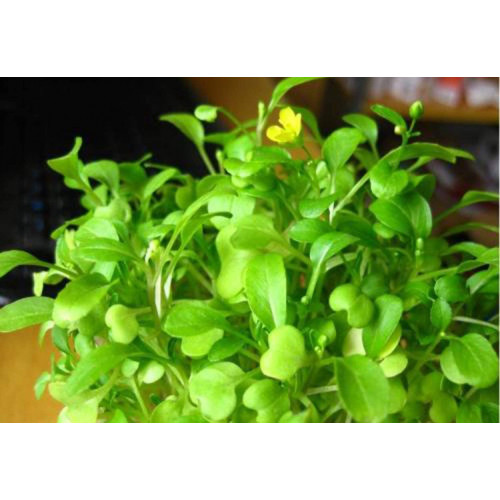 بذور نباتات خاصة لحوض الأسماك - Love Grass Seeds بذور نباتات خاصة لحوض الأسماك - Love Grass Seeds