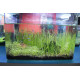 بذور نباتات خاصة لحوض الأسماك - Small Cow Hair Grass بذور نباتات خاصة لحوض الأسماك - Small Cow Hair Grass