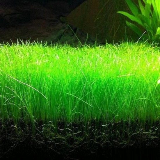 بذور نباتات خاصة لحوض الأسماك - Small Cow Hair Grass بذور نباتات خاصة لحوض الأسماك - Small Cow Hair Grass