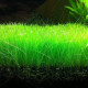 بذور نباتات خاصة لحوض الأسماك - Small Cow Hair Grass بذور نباتات خاصة لحوض الأسماك - Small Cow Hair Grass