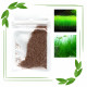 بذور نباتات خاصة لحوض الأسماك - Small Cow Hair Grass بذور نباتات خاصة لحوض الأسماك - Small Cow Hair Grass