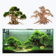 خشب من النوع Bonsai wood مقاس XXL خشب من النوع Bonsai wood مقاس XXL