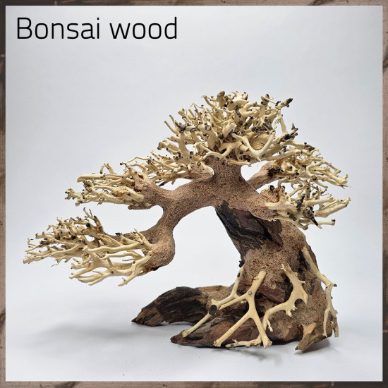 خشب من النوع Bonsai wood مجسم رقم 13 خشب من النوع Bonsai wood مجسم رقم 13