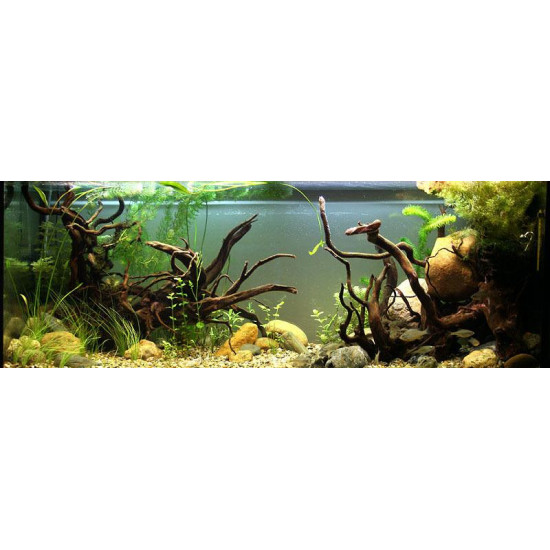 خشب متحجر من النوع Driftwood حجم M ( معالج )
