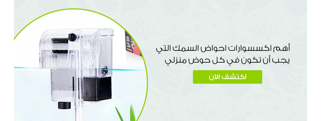 أهم اكسسوارات احواض السمك التي يجب أن تكون في كل حوض منزلي