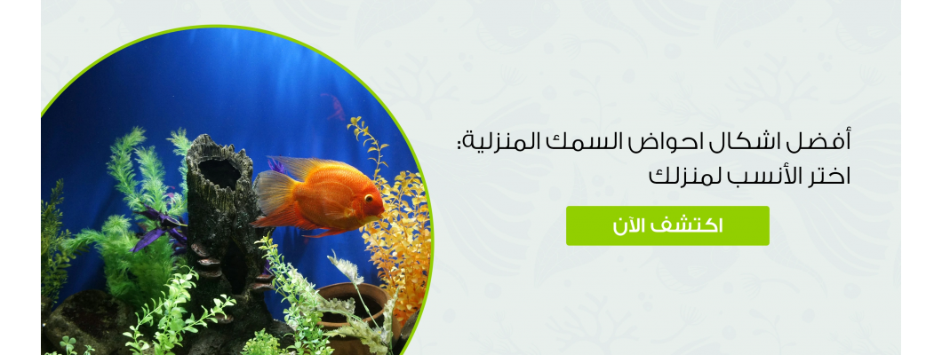 أفضل اشكال احواض السمك المنزلية: اختر الأنسب لمنزلك أفضل اشكال احواض السمك المنزلية: اختر الأنسب لمنزلك