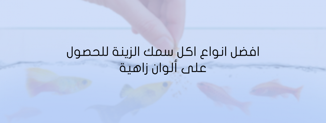 افضل انواع اكل سمك الزينة للحصول على ألوان زاهية