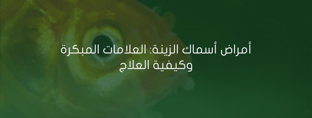 أمراض أسماك الزينة: العلامات المبكرة وكيفية العلاج