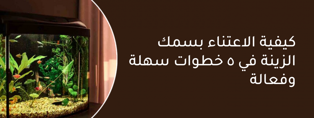 كيفية الاعتناء بسمك الزينة في 5 خطوات سهلة وفعالة
