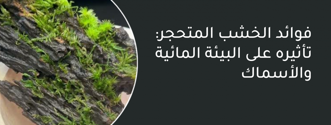 فوائد الخشب المتحجر: تأثيره على البيئة المائية والأسماك