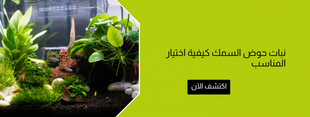 نبات حوض السمك كيفية اختيار المناسب