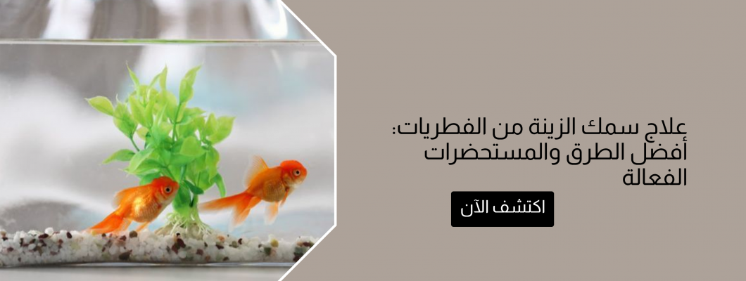 علاج سمك الزينة من الفطريات: أفضل الطرق والمستحضرات الفعالة