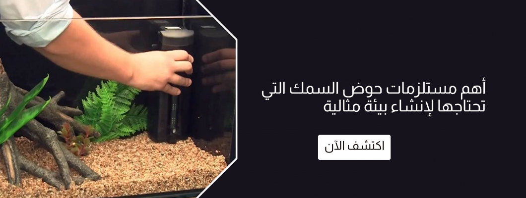 أهم مستلزمات حوض السمك التي تحتاجها لإنشاء بيئة مثالية أهم مستلزمات حوض السمك التي تحتاجها لإنشاء بيئة مثالية