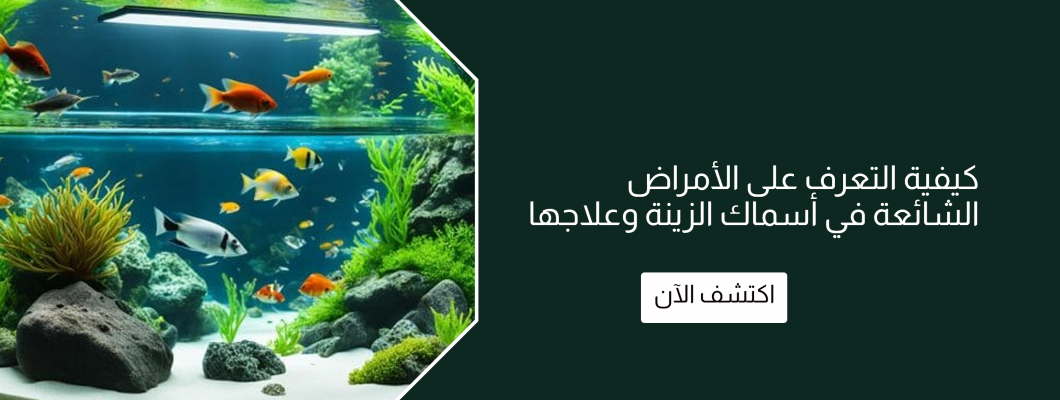 كيفية التعرف على الأمراض الشائعة في أسماك الزينة وعلاجها كيفية التعرف على الأمراض الشائعة في أسماك الزينة وعلاجها