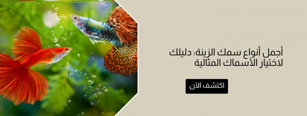 أجمل أنواع سمك الزينة: دليلك لاختيار الأسماك المثالية