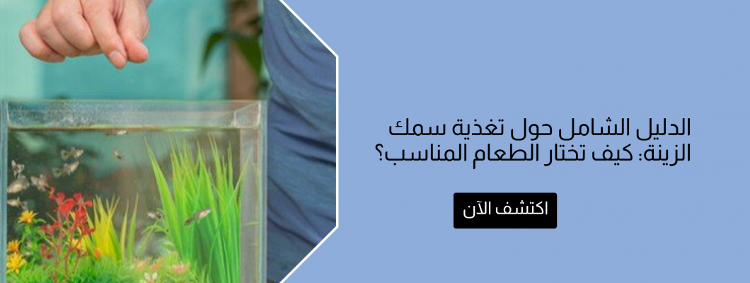 الدليل الشامل حول تغذية سمك الزينة: كيف تختار الطعام المناسب؟