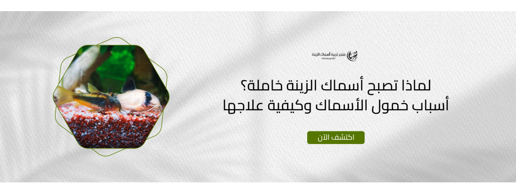 لماذا تصبح أسماك الزينة خاملة؟ أسباب خمول الأسماك وكيفية علاجها لماذا تصبح أسماك الزينة خاملة؟ أسباب خمول الأسماك وكيفية علاجها