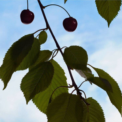 بربري هير انتنس 50 مل بربري هير انتنس 50 مل