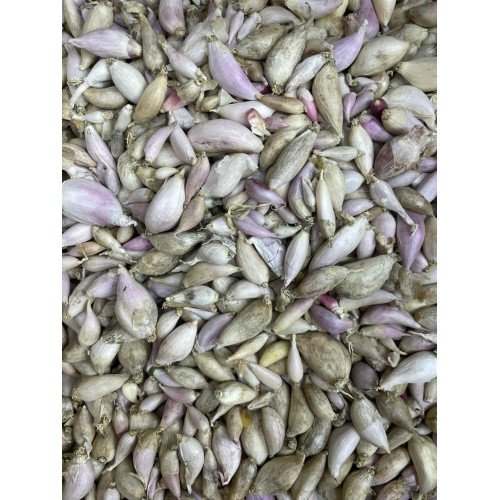 ثوم ذكر يمني رقم 1 ربع كيلو ثوم ذكر يمني رقم 1 ربع كيلو