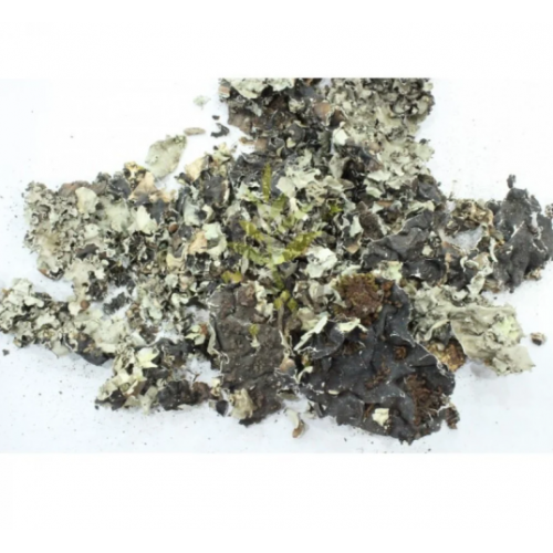 عشبة شيبة اشنه  عشبة شيبة اشنه