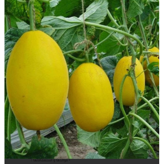 شمام عضوي طبق ( 2 حبه ) مزرعة الشهوان  شمام عضوي طبق ( 2 حبه ) مزرعة الشهوان