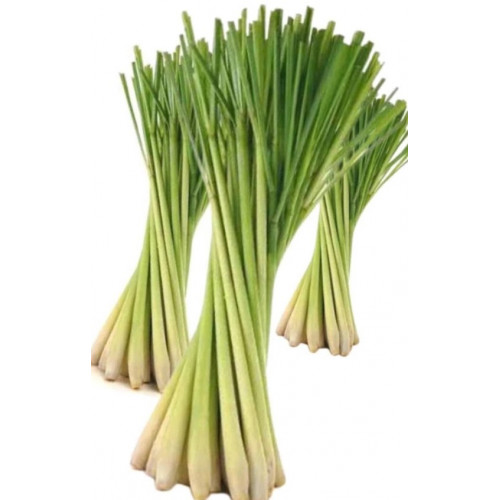 سيقان عشبة الليمون العضوية  الطازجة طبق مزرعة السلوى  سيقان عشبة الليمون العضوية  الطازجة طبق مزرعة السلوى