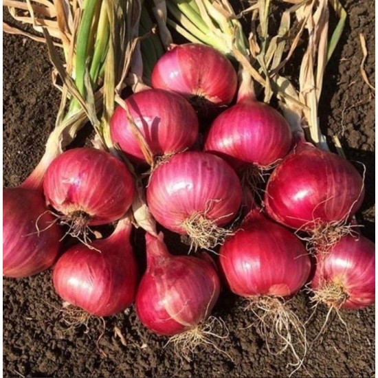 بصل احمر عضوي 1 كجم صغير الحبة مزرعة السلوى بصل احمر عضوي 1 كجم صغير الحبة مزرعة السلوى