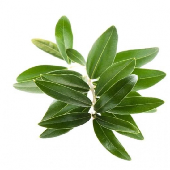 ورق زيتون عضوي طازج 100جم مزرعة بيت الاستنبات ورق زيتون عضوي طازج 100جم مزرعة بيت الاستنبات