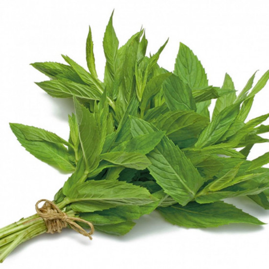 حبق عضوي طازج مزرعة بيت الاستنبات العضوية حبق عضوي طازج مزرعة بيت الاستنبات العضوية