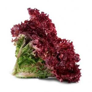 خس لولو روسا (احمر) عضوي طبق 200جم مزرعة الغذاء الامن