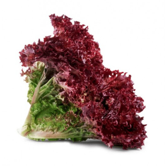 خس لولو روسا (احمر) عضوي طبق 200جم مزرعة الغذاء الامن خس لولو روسا (احمر) عضوي طبق 200جم مزرعة الغذاء الامن