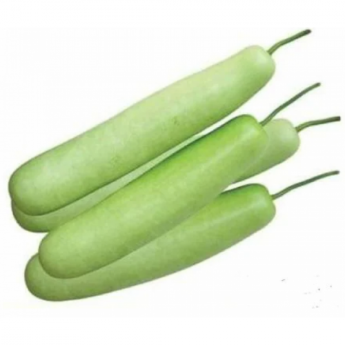 قرع اخضر طويل عضوي2.5 كجم مزرعة بيت الاستنبات  قرع اخضر طويل عضوي2.5 كجم مزرعة بيت الاستنبات