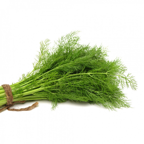 شبت عضوي طبق مزرعة بيت الاستنبات  شبت عضوي طبق مزرعة بيت الاستنبات