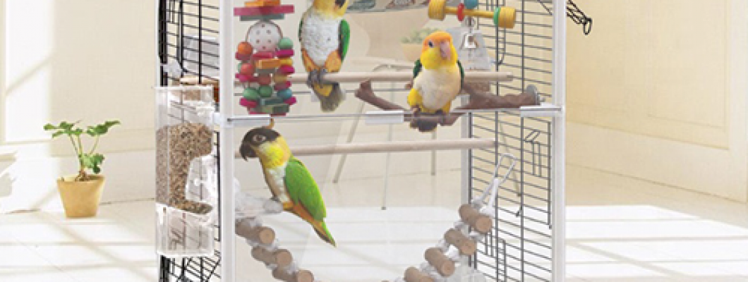 من تجاربي مع الاقفاص