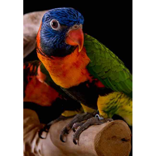 لوري دايت ٥ كيلو 