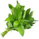 ربطة نعناع