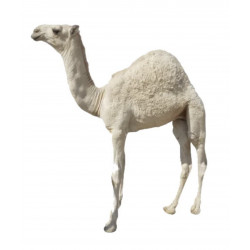 توصيل حاشي كامل