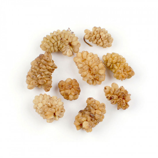 توت ابيض توت ابيض